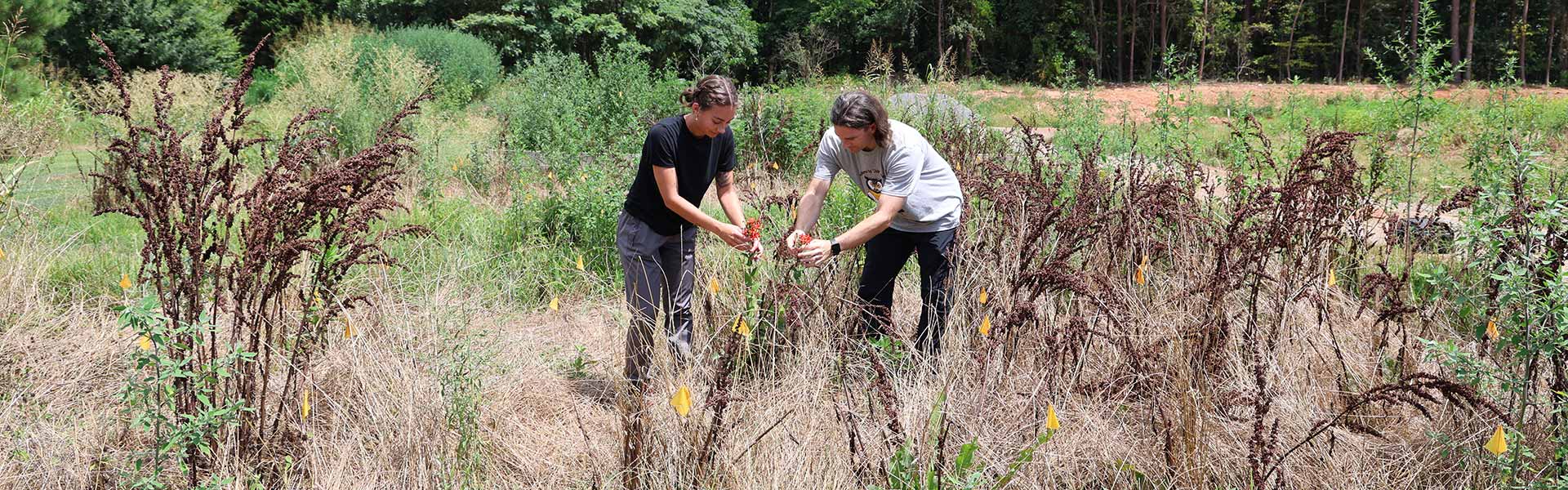 Faculty and mentor working on research in a field.