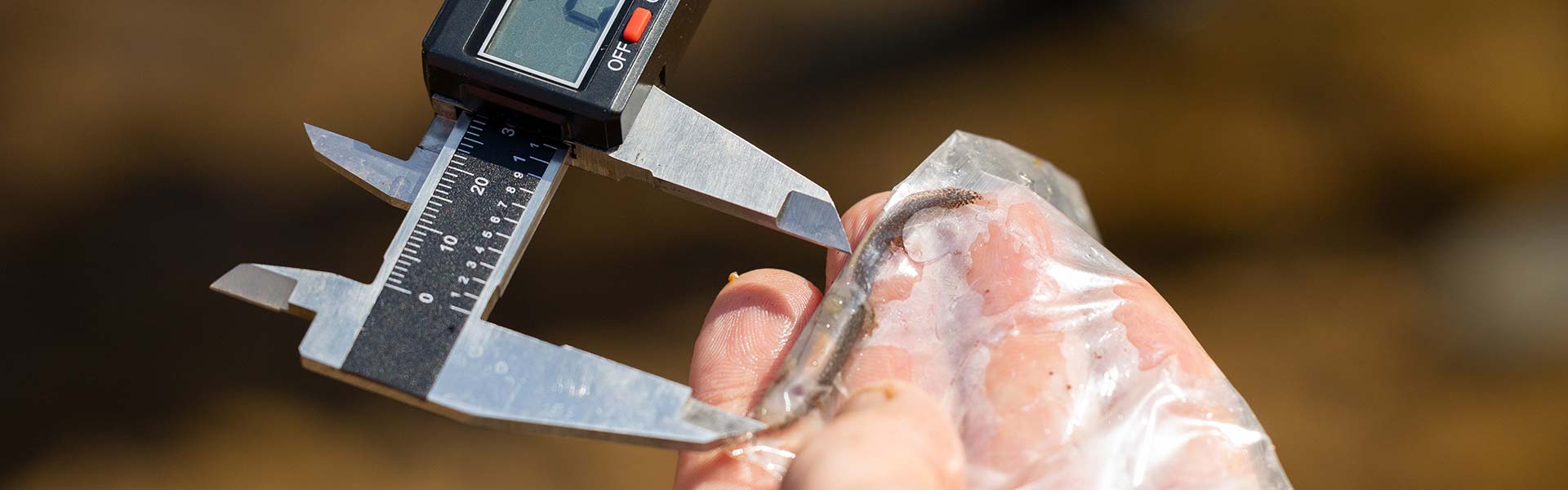 Measuring the length of a salamander in the field.