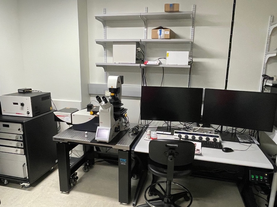 This is an inverted confocal microscope equipped with four solid-state lasers (405, 488, 555, and 639nm). The LSM 900 confocal is equipped with two GaSP PMT detection modules, enabling simultaneous four-beam acquisition. The microscope is equipped with an incubation chamber with controlled temperature and humidity for prolonged live cell imaging. A full range of objectives (e.g., 10x, 20x, 40x, 63x (oil immersion), 100x (oil immersion)) is installed on the microscope. This system is suitable for routine fixed and live imaging of either prepared specimens or live cells in conventional tissue culture vessels. Flow-through capabilities for long-term live imaging, including feeding kinetics, can be accommodated with this system.