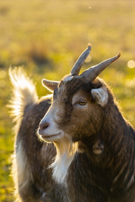 goatprofile