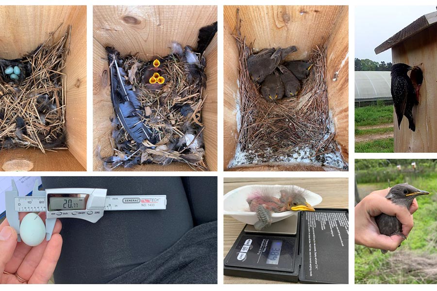 photo collage of starling eggs in a nest, bird feathers in an empty nest, four starling birds, adult starling bird, starling bird egg being measured, and a new young starling baby.