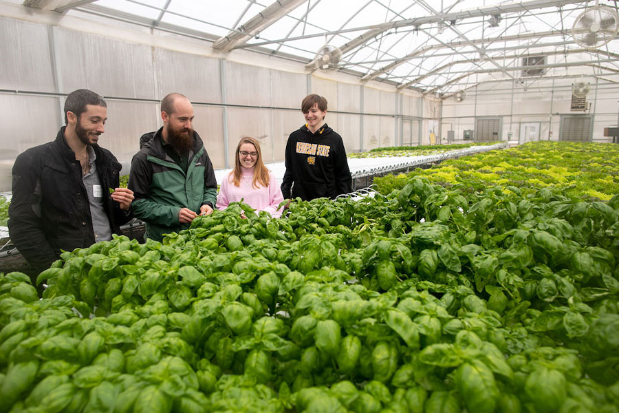 ksu students at the field station looking at plants.