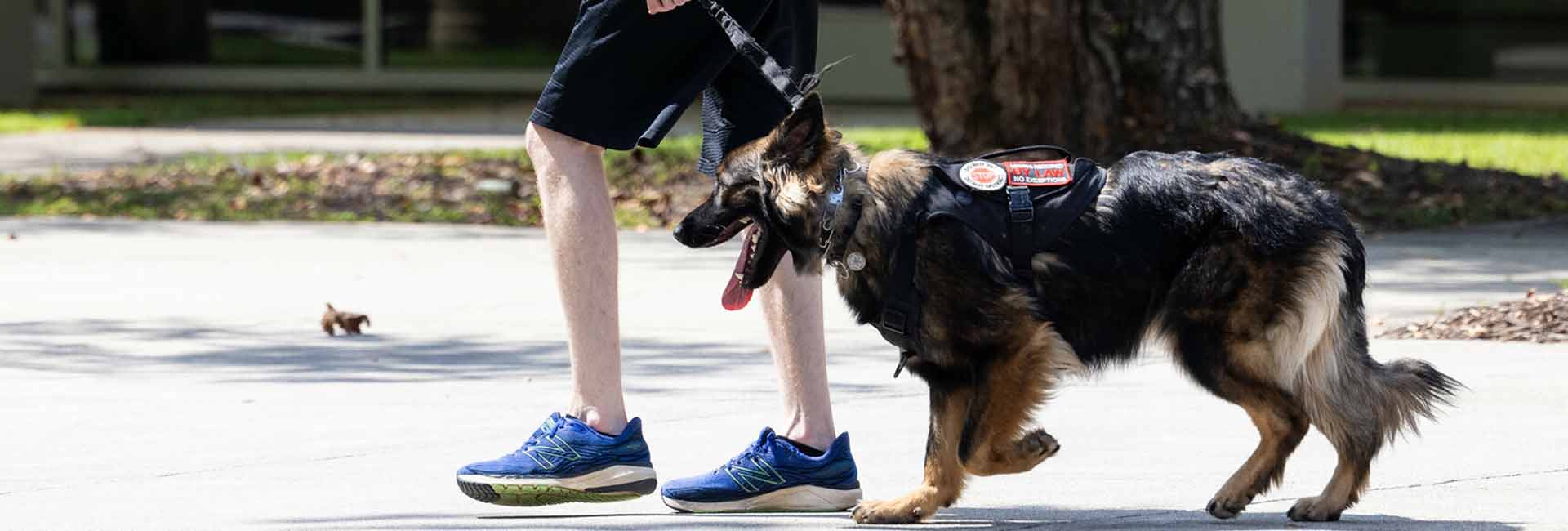 ksu student walking service dog