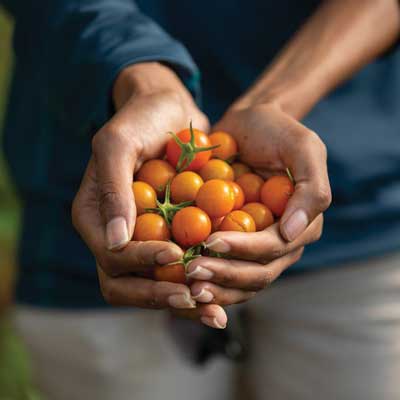 tomatoes in a hand 