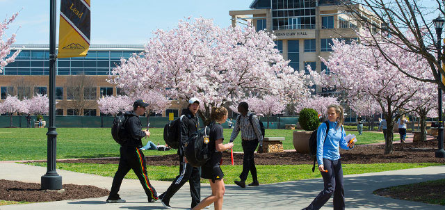 students walking on campus with trees blooming